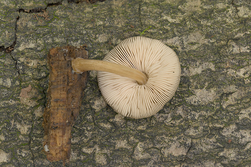 Pluteus plautus